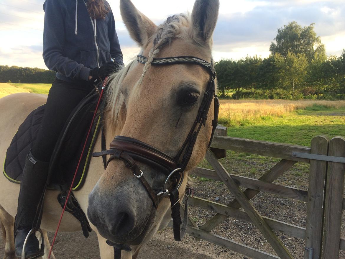 Fjordhest Lotte - Min søster & Lotte billede 12