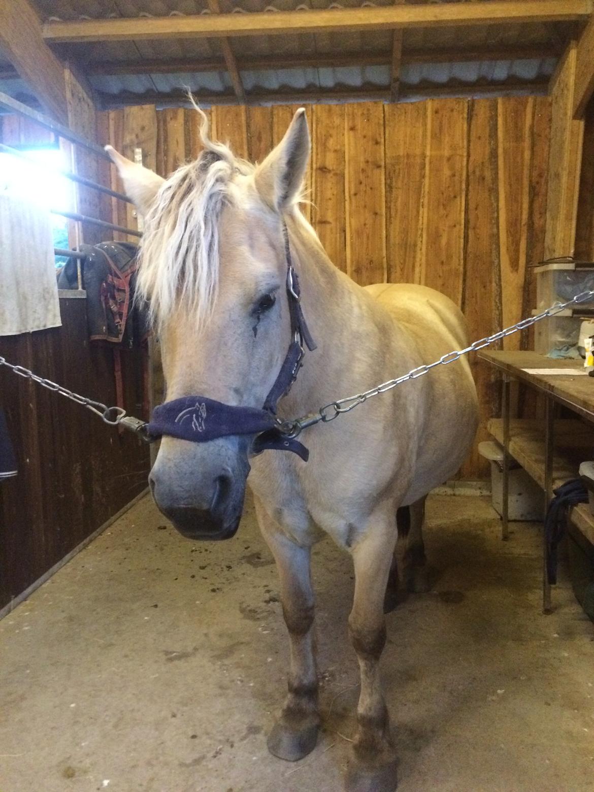 Fjordhest Lotte - Træt zzz billede 19