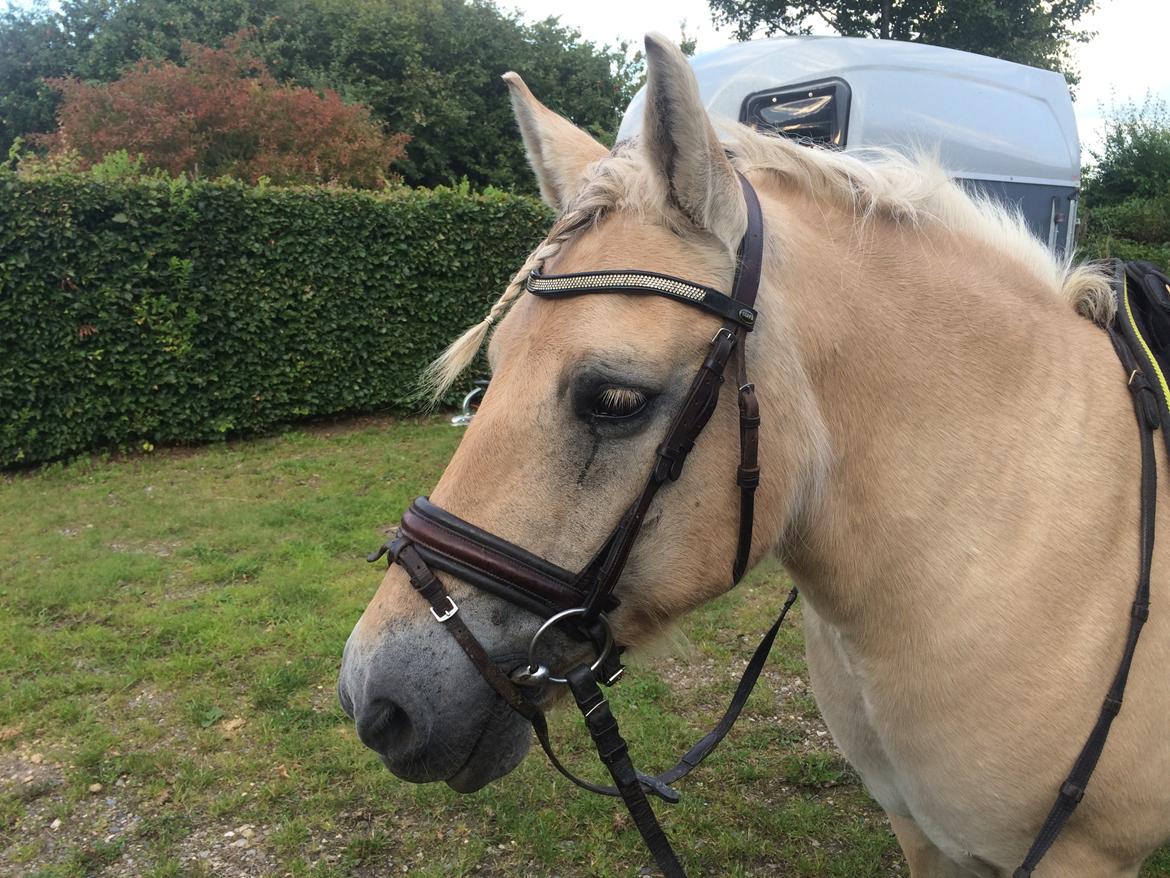 Fjordhest Lotte - På vej på turen til ridebane billede 14