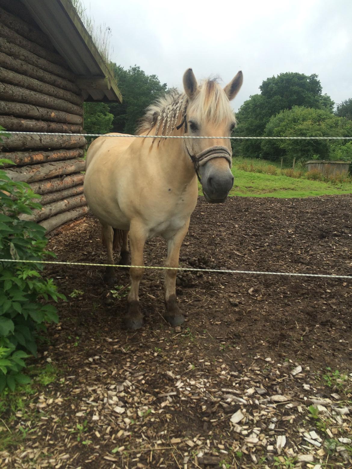 Fjordhest Lotte - Tak for kigget :) billede 20