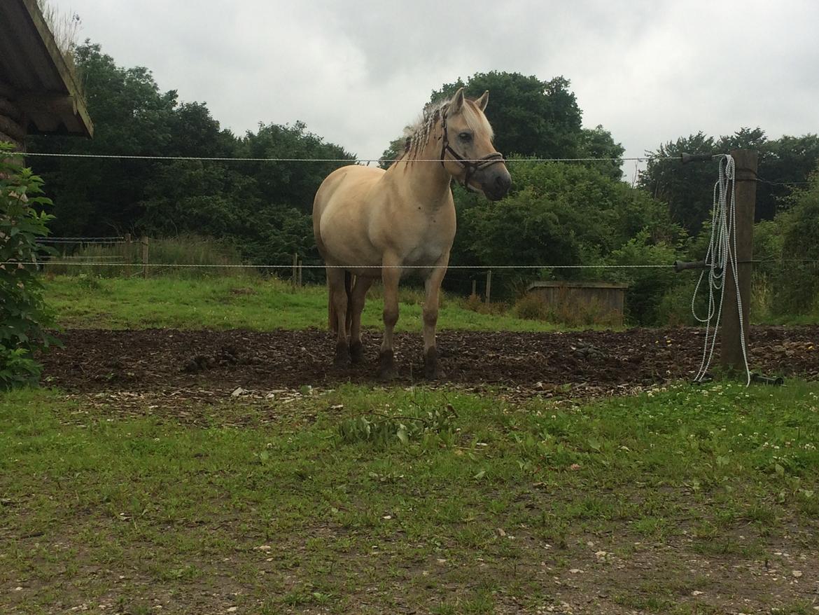 Fjordhest Lotte - Nysgerrig er hun da :) billede 11