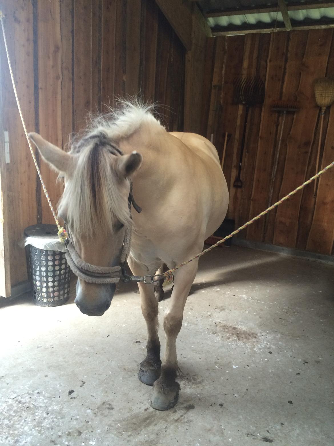 Fjordhest Lotte - Lidt urolig ;) billede 10