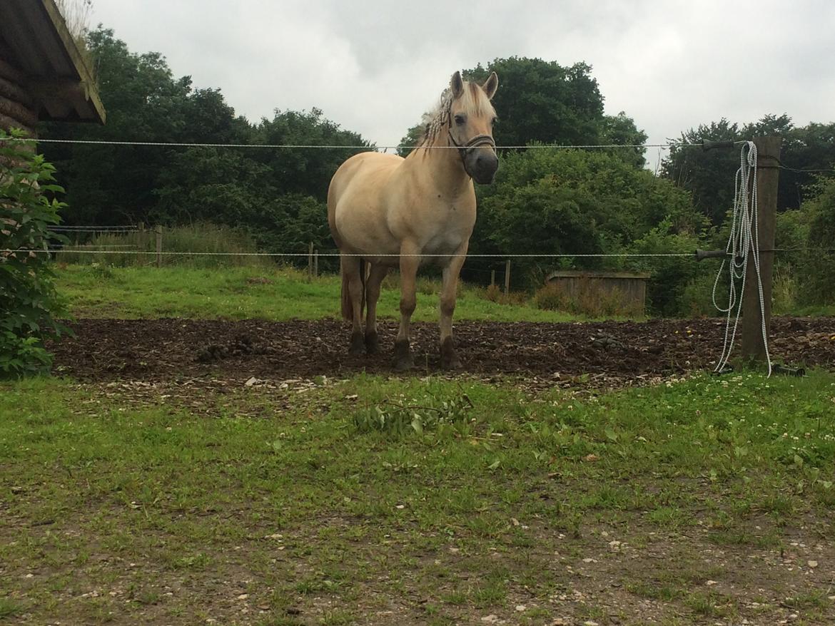Fjordhest Lotte - Første gang vi besøgte Lotte :) billede 2