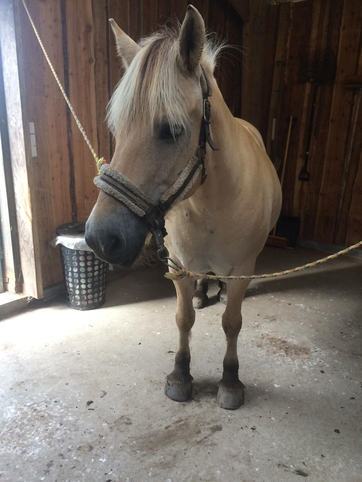 Fjordhest Lotte - På staldgangen  billede 15