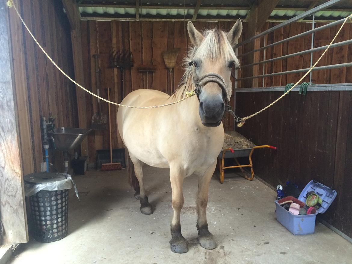 Fjordhest Lotte - I stalden billede 4