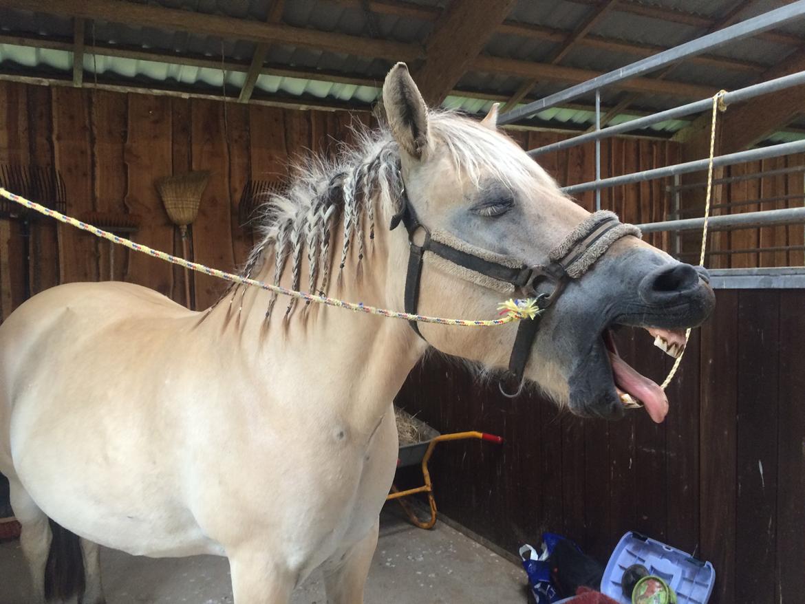 Fjordhest Lotte - En træt Lotte :) billede 6