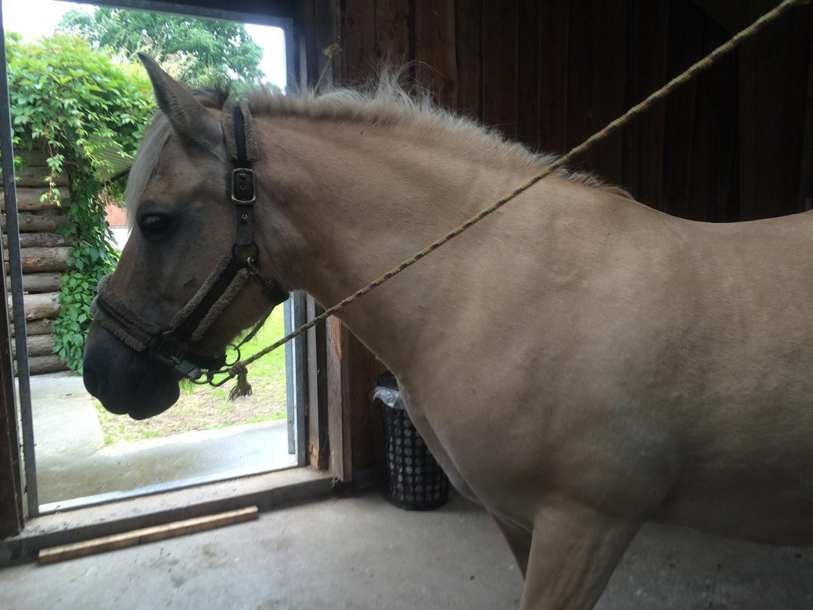 Fjordhest Lotte - Lidt fotogen var hun til tider ;) billede 7