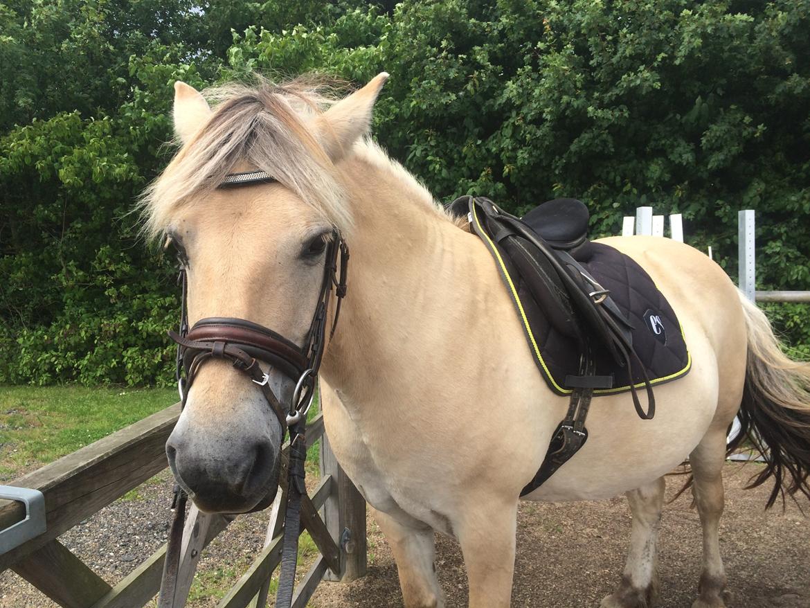 Fjordhest Lotte - Opsadlet og klar til ridetur billede 9
