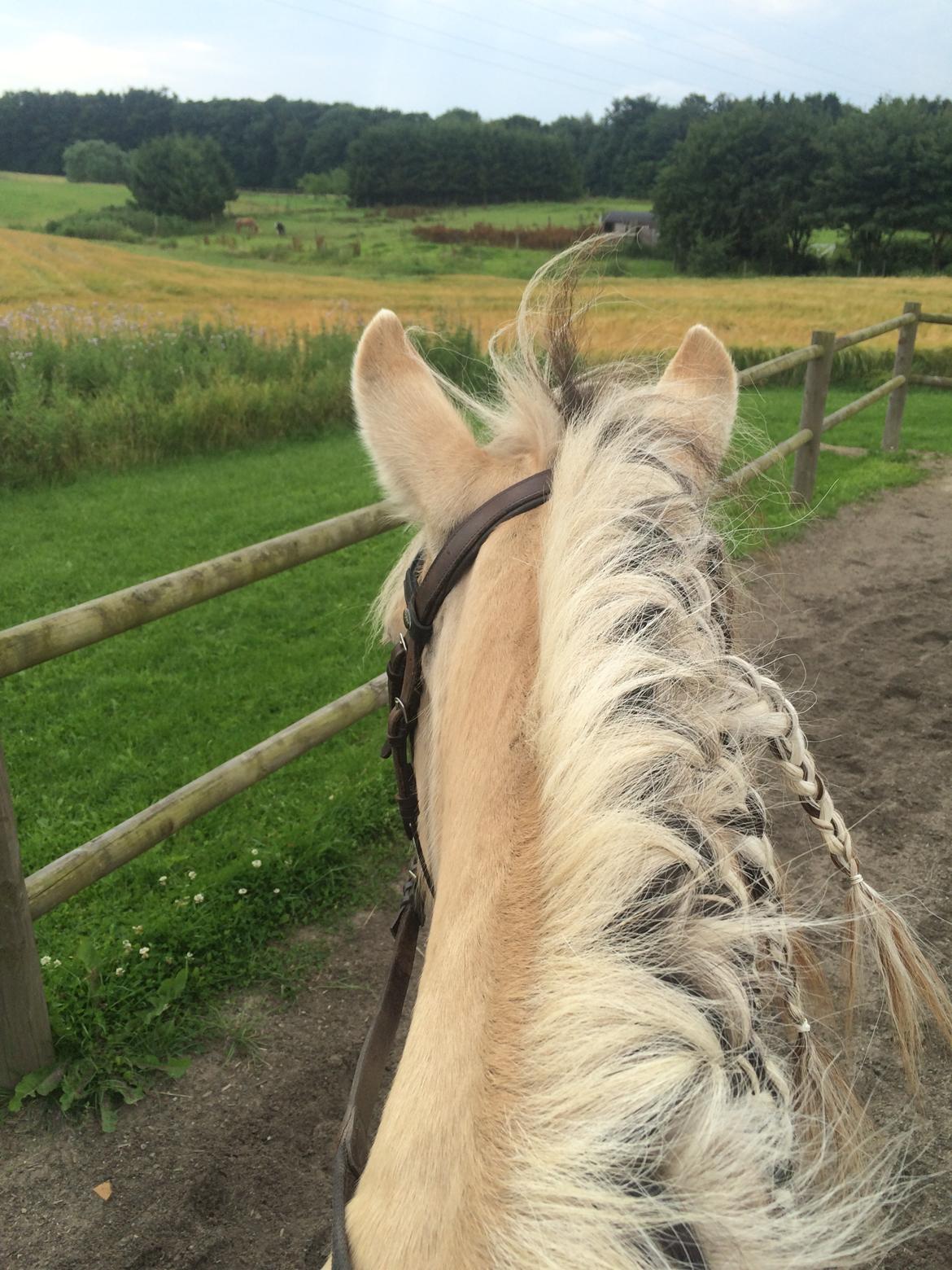Fjordhest Lotte - Ridebane i skønne omgivelser billede 3