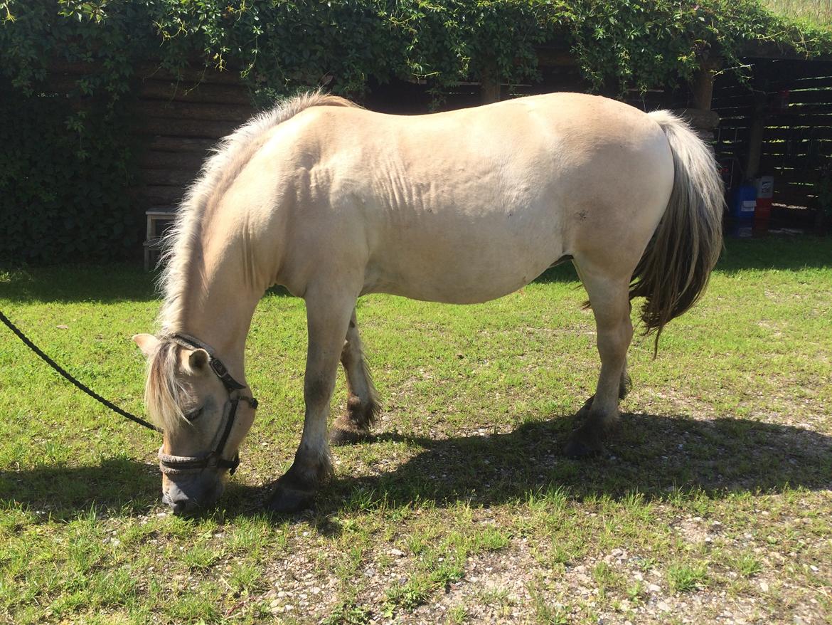 Fjordhest Lotte - Græs! :D billede 5