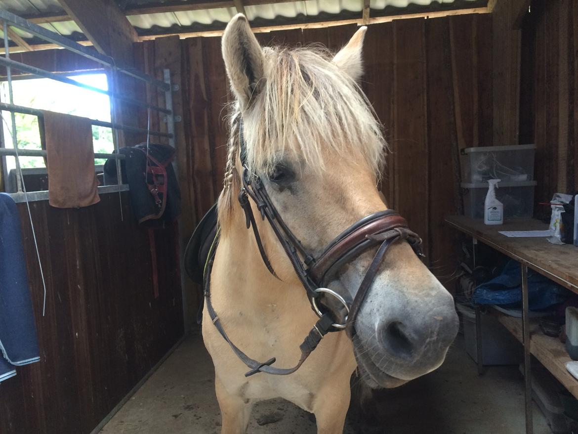 Fjordhest Lotte - Opsadlet :) billede 17