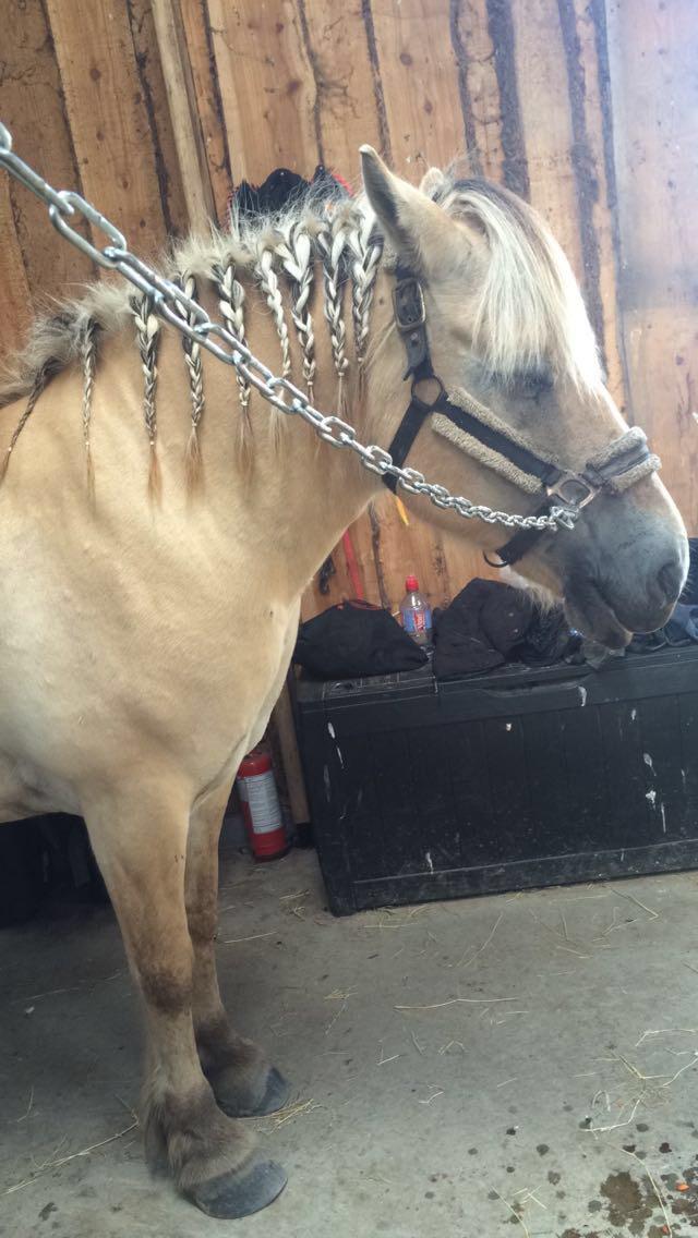 Fjordhest Lotte - Så faldt hun i søvn :) billede 13