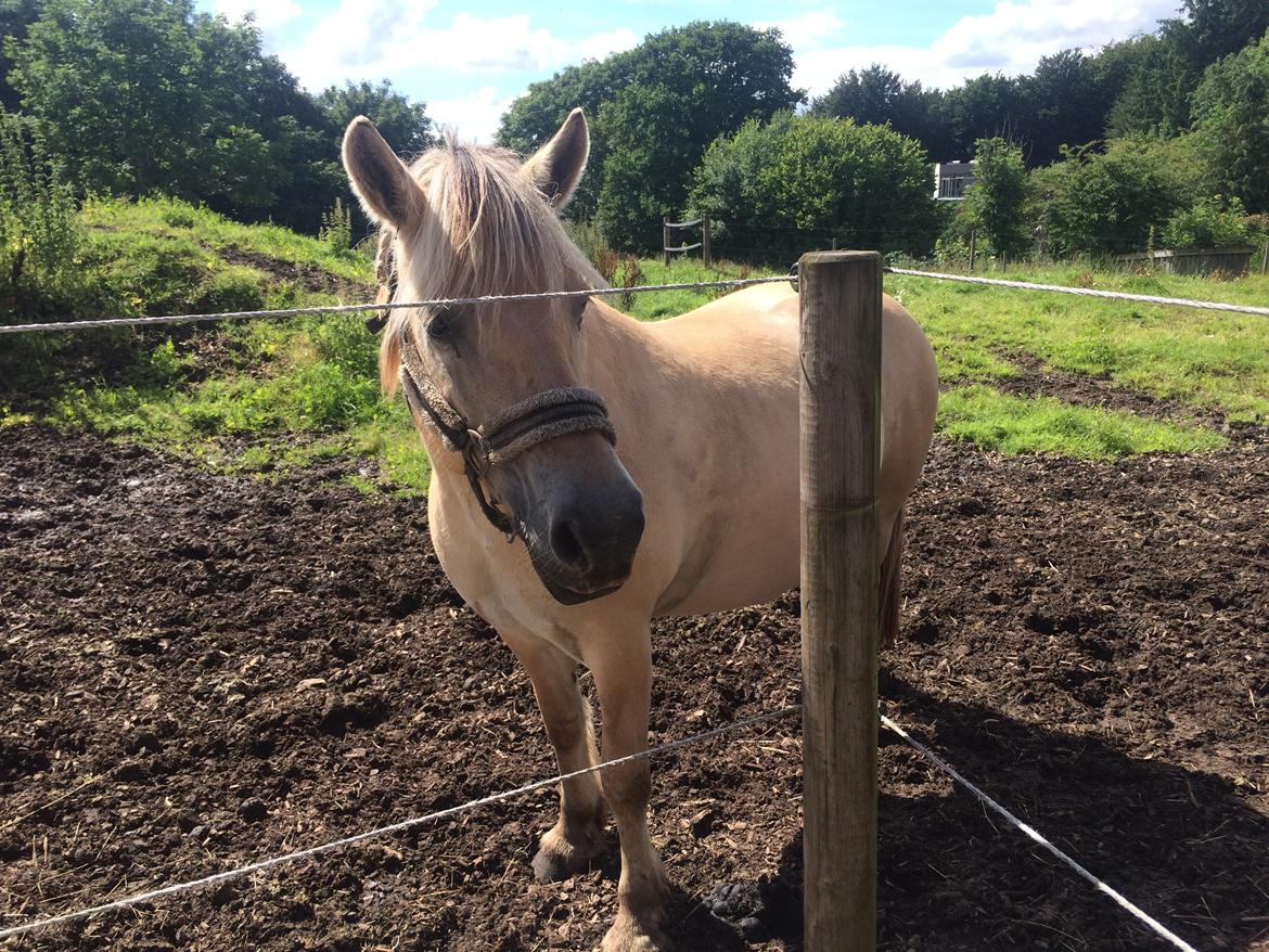 Fjordhest Lotte - På folden billede 8