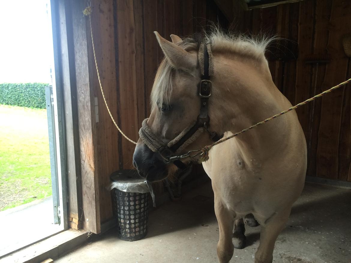 Fjordhest Lotte - Velkommen til :) billede 1