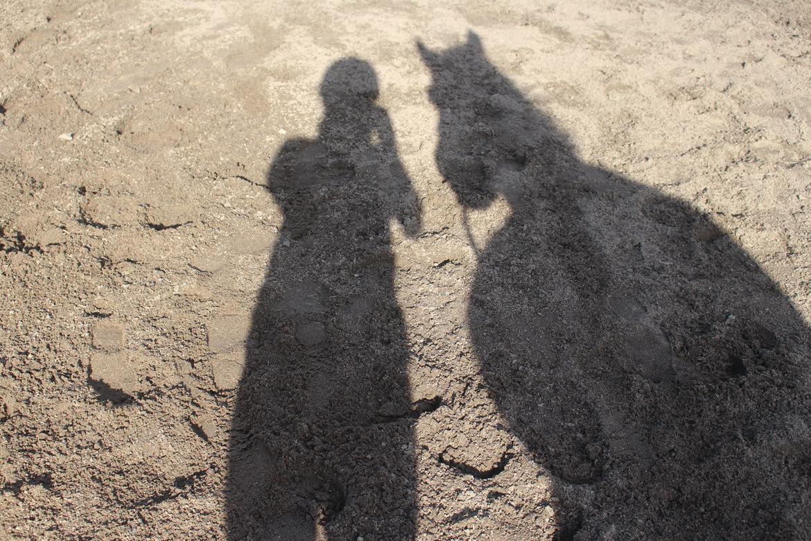 Fjordhest Lotte - Lotte og jeg :) billede 16