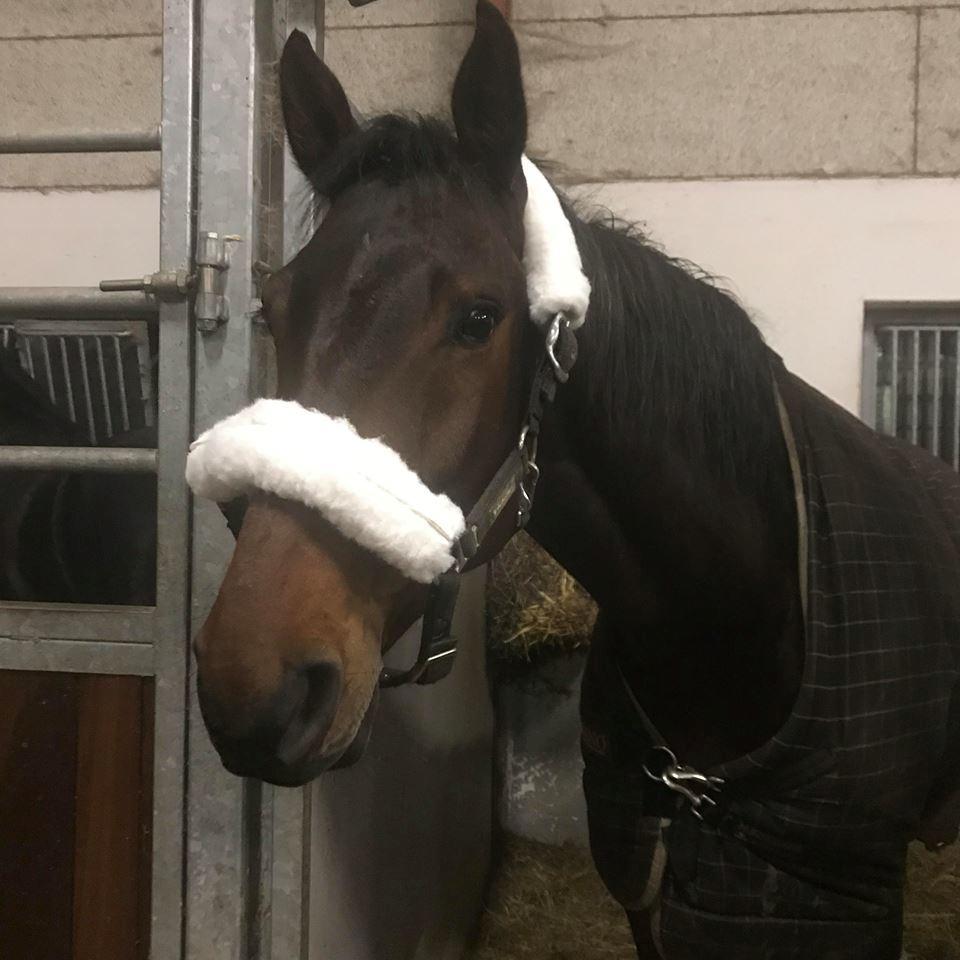 Anden særlig race Hubert billede 6