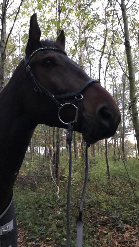 Anden særlig race Hubert billede 10