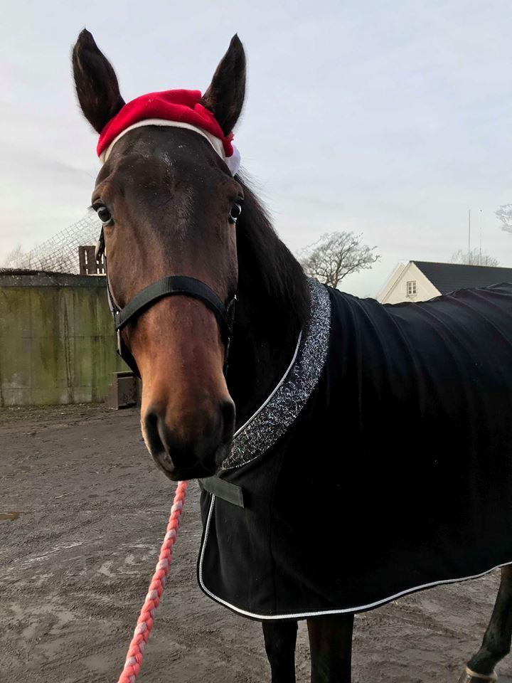 Anden særlig race Hubert billede 11