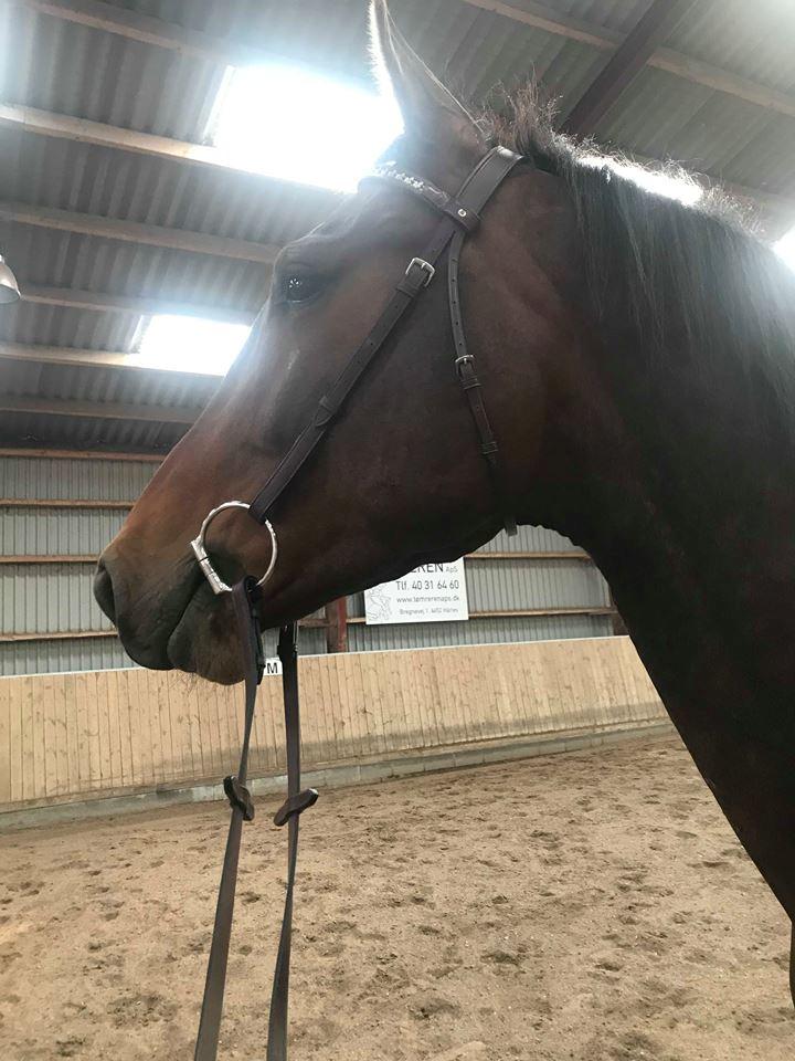 Anden særlig race Hubert billede 3