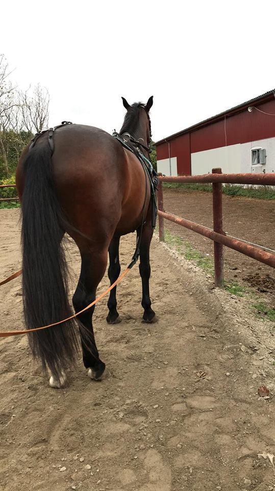 Anden særlig race Hubert billede 13