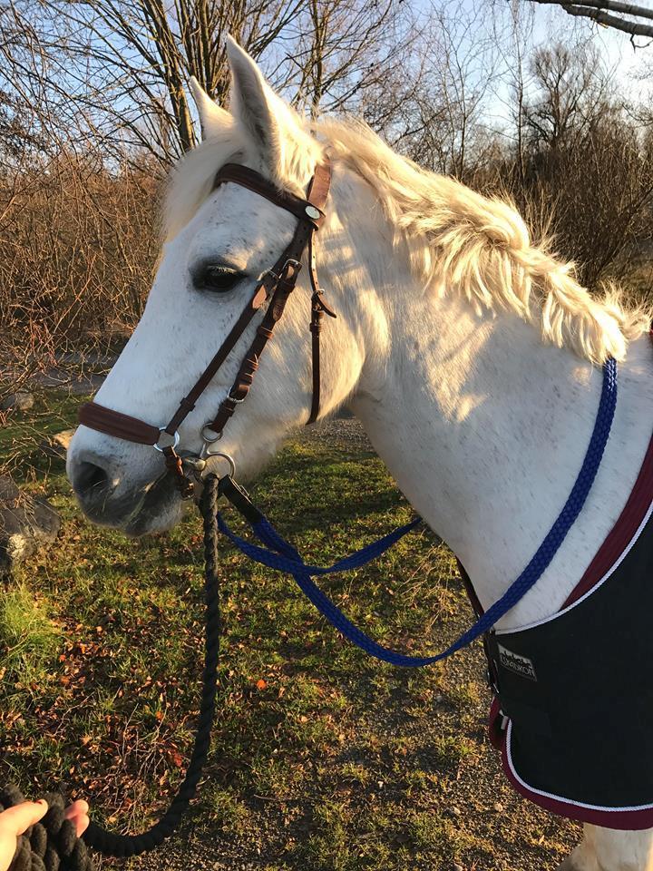 Anden særlig race Tequila billede 4