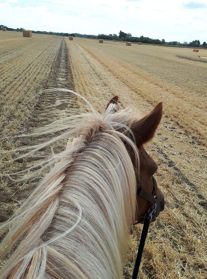 Islænder Syrpa fra Gyllingnæs - Sommeren 2018, dejlig ridetur i god varme  billede 3