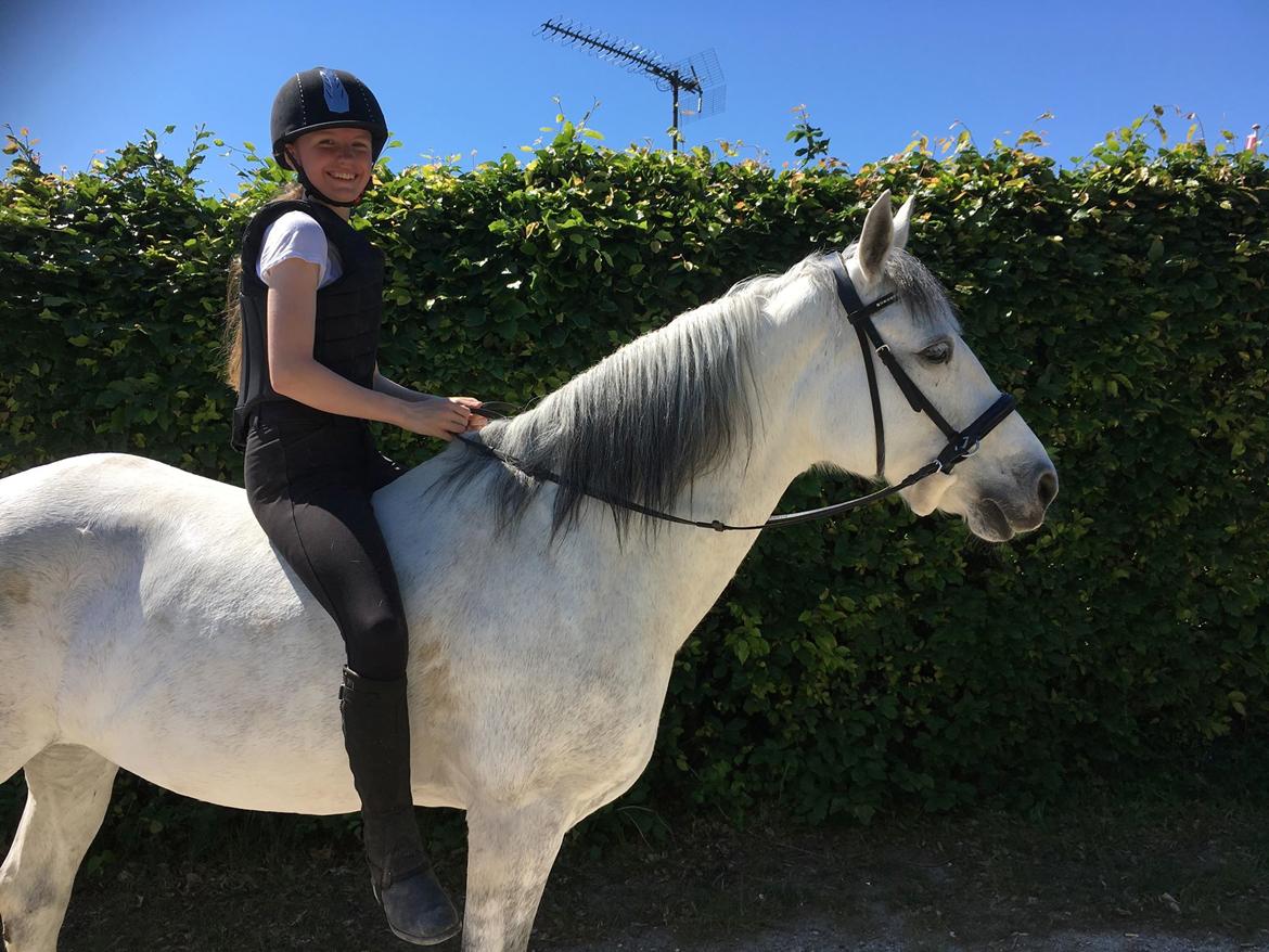 Connemara Hedegårdens Isabella billede 3