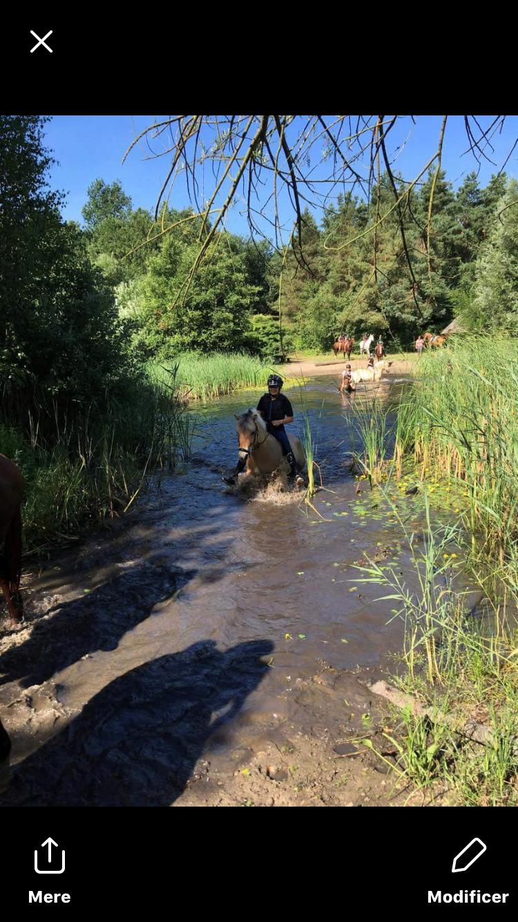 Fjordhest Liva af kisny     [Tideligee part] billede 1