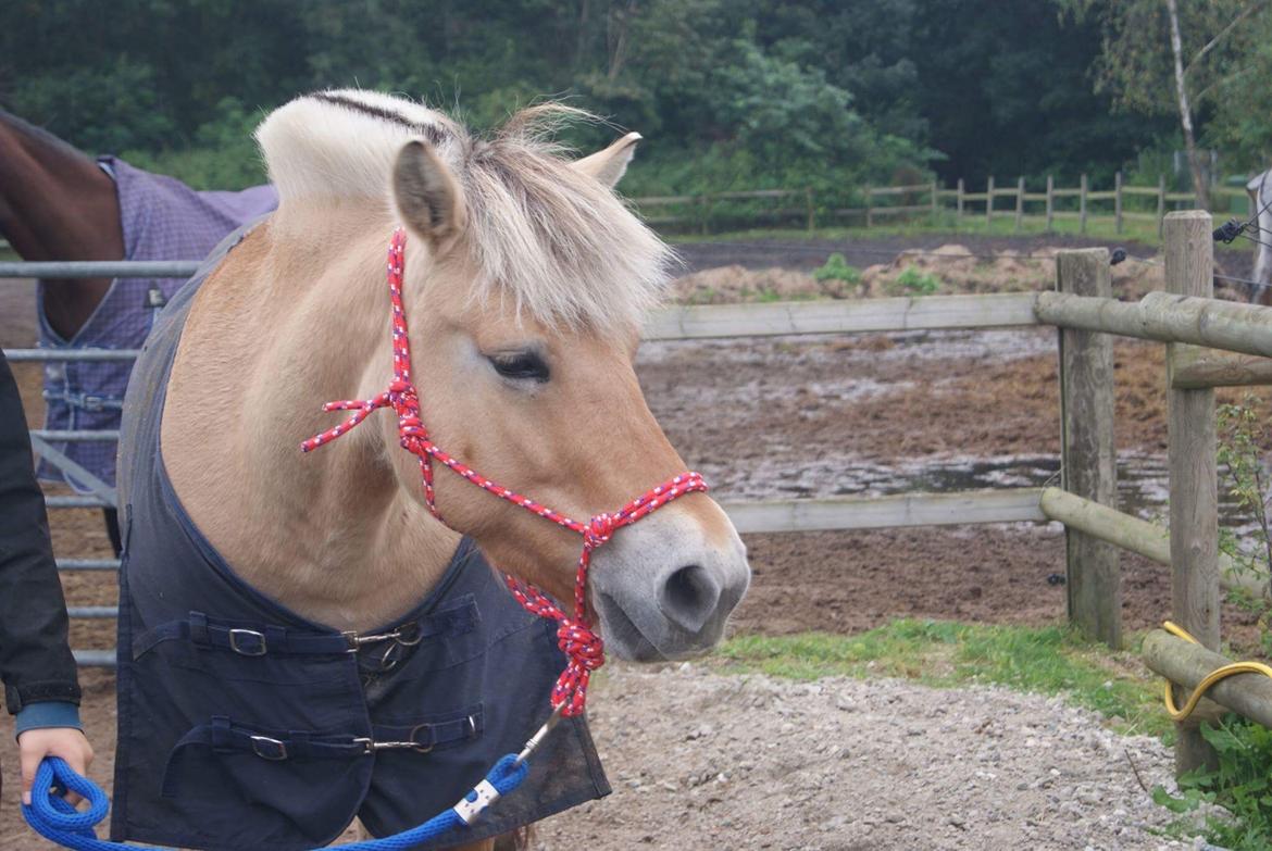 Fjordhest Liva af kisny     [Tideligee part] billede 3