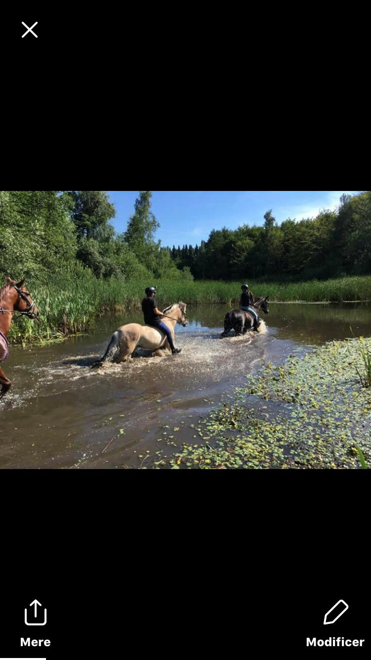 Fjordhest Liva af kisny     [Tideligee part] billede 2