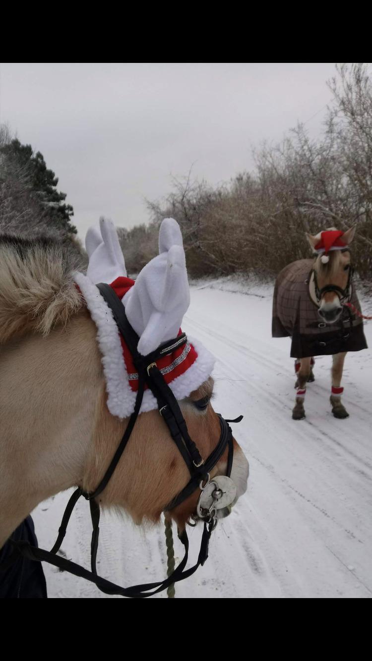 Fjordhest Liva af kisny     [Tideligee part] billede 5