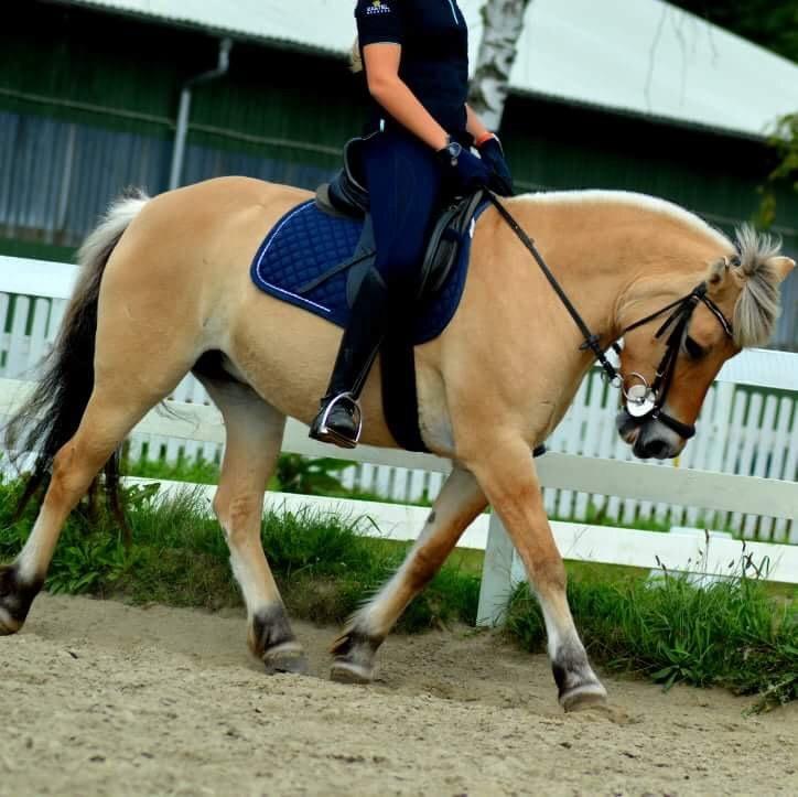 Fjordhest Liva af kisny     [Tideligee part] billede 6