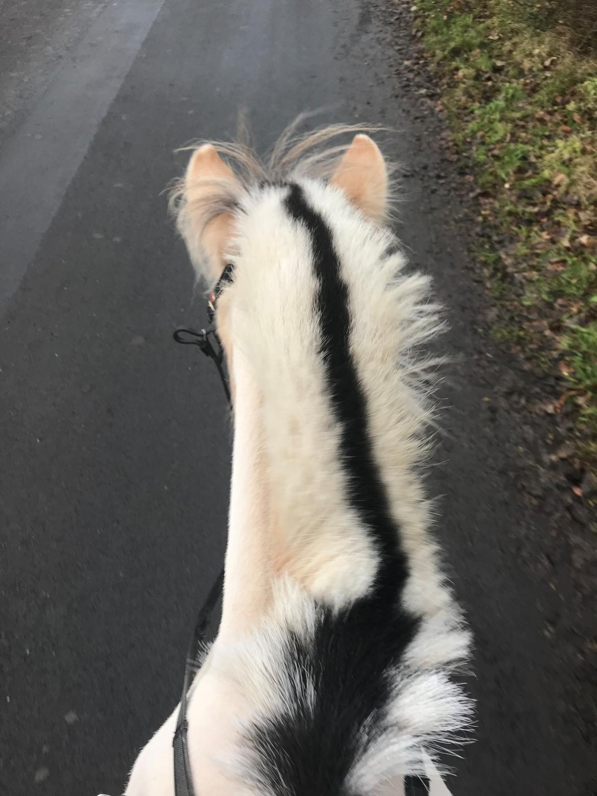 Fjordhest Liva af kisny     [Tideligee part] billede 8