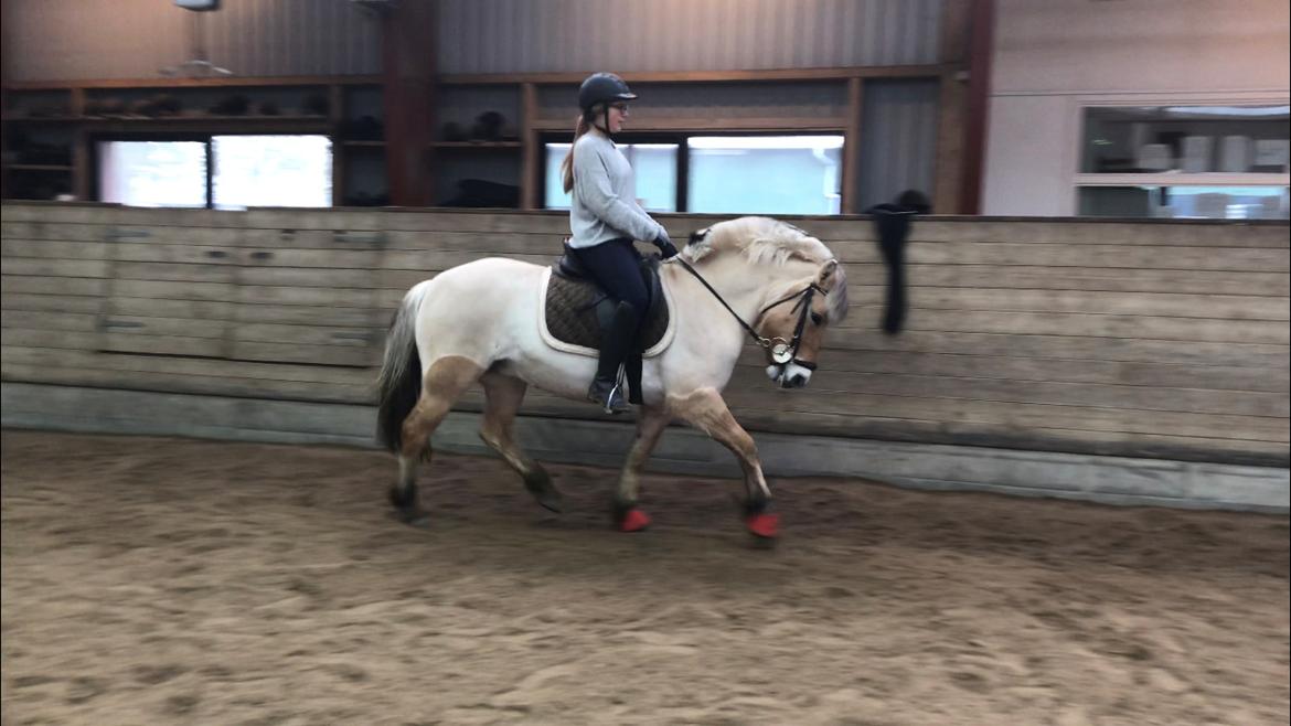 Fjordhest Liva af kisny     [Tideligee part] billede 9