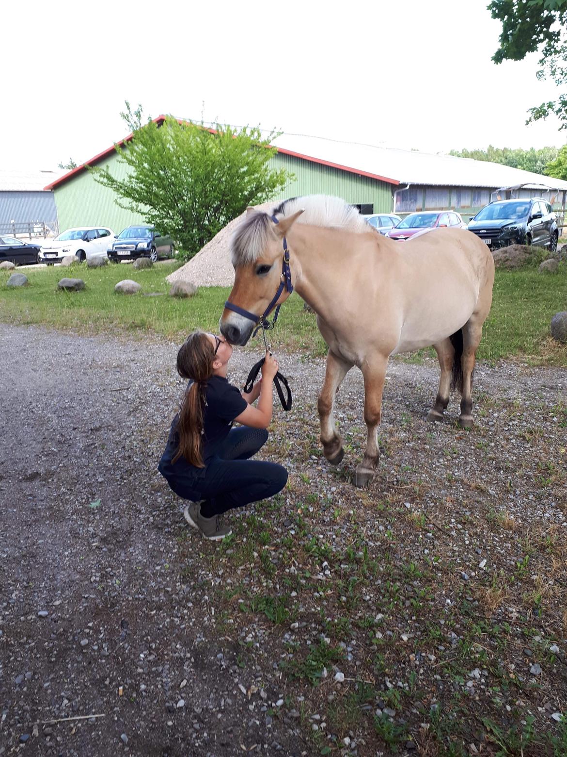 Fjordhest Liva af kisny     [Tideligee part] billede 10