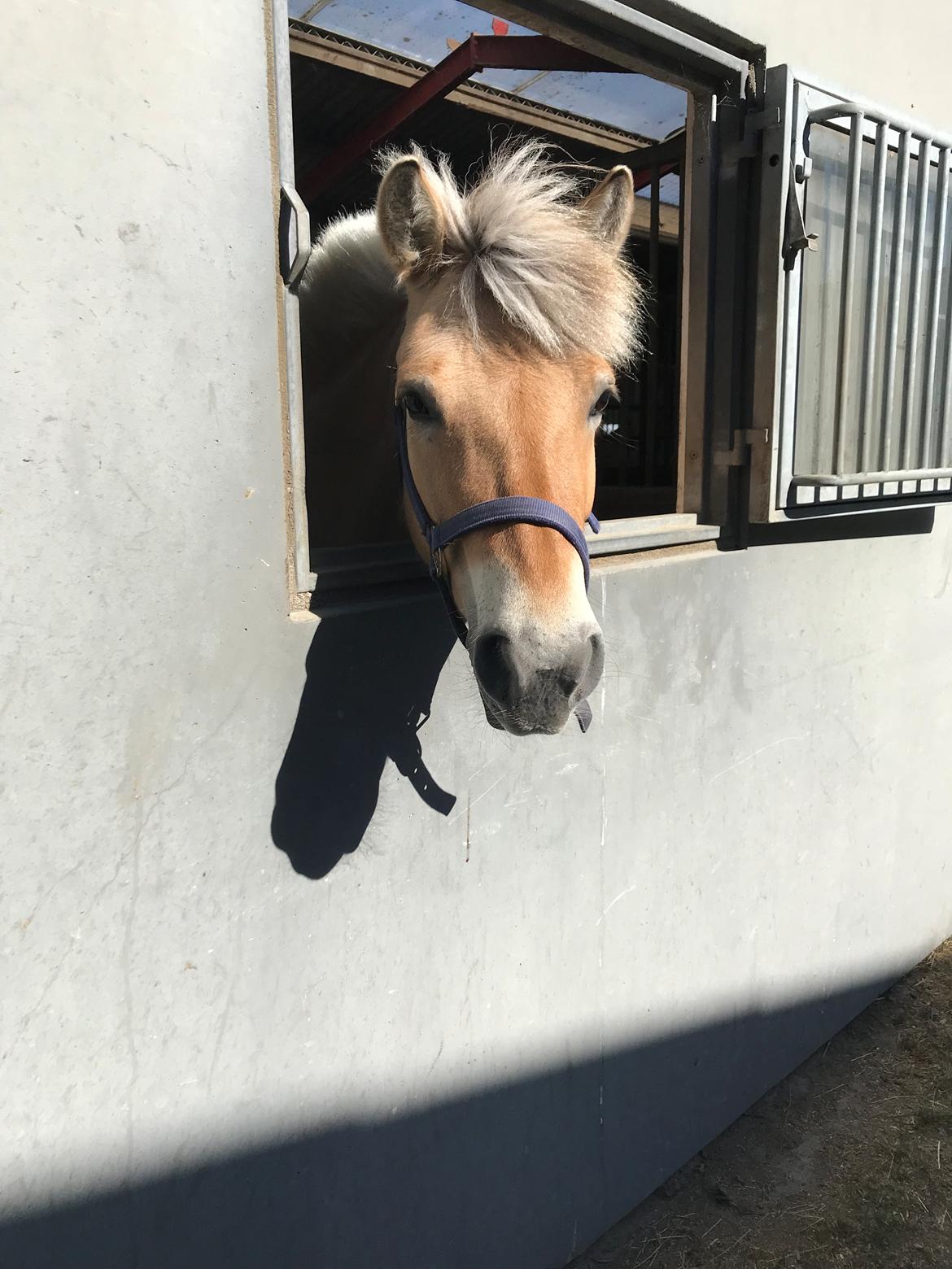 Fjordhest Liva af kisny     [Tideligee part] billede 11