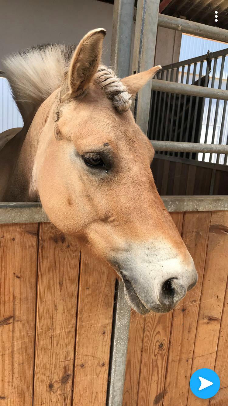 Fjordhest Liva af kisny     [Tideligee part] billede 12