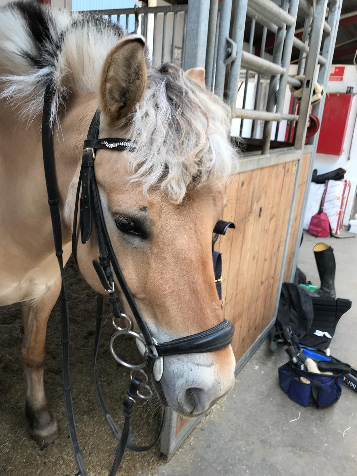 Fjordhest Liva af kisny     [Tideligee part] billede 13