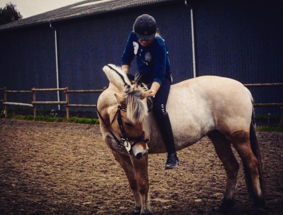 Fjordhest Liva af kisny     [Tideligee part] billede 4