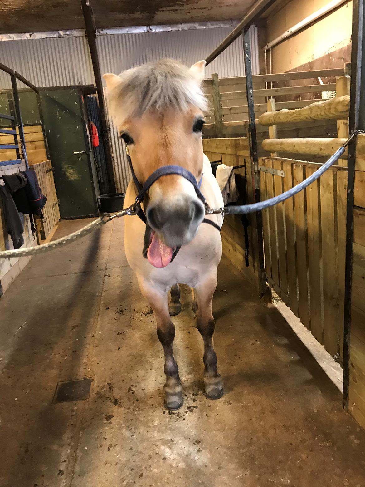 Fjordhest Liva af kisny     [Tideligee part] billede 15