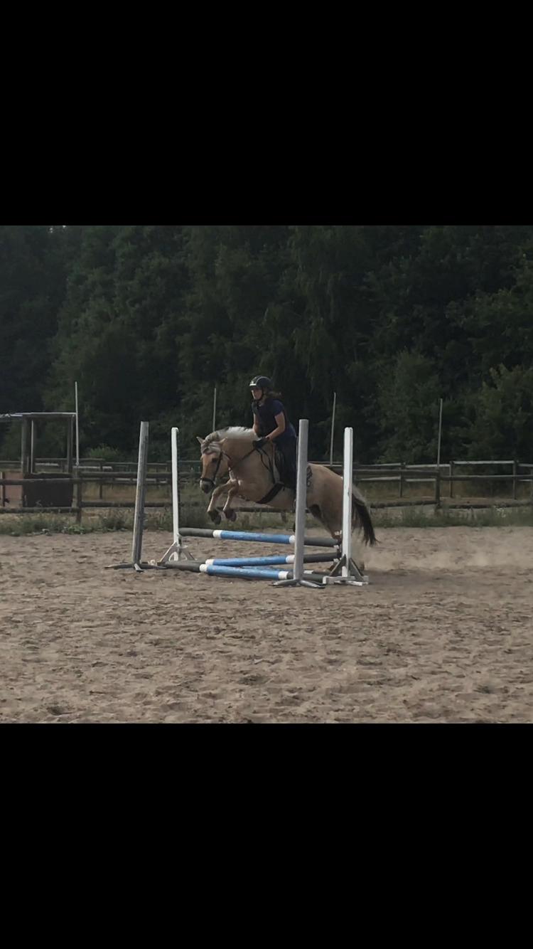 Fjordhest Liva af kisny     [Tideligee part] billede 14