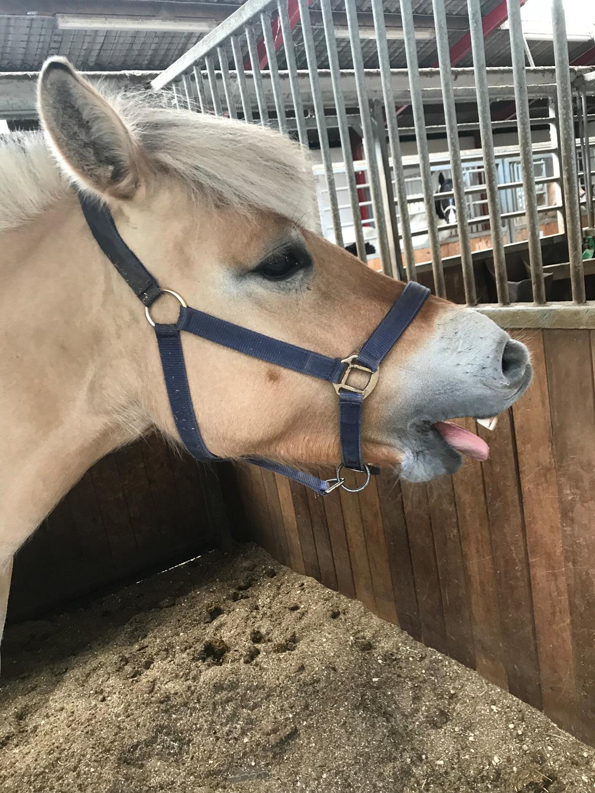 Fjordhest Liva af kisny     [Tideligee part] billede 17