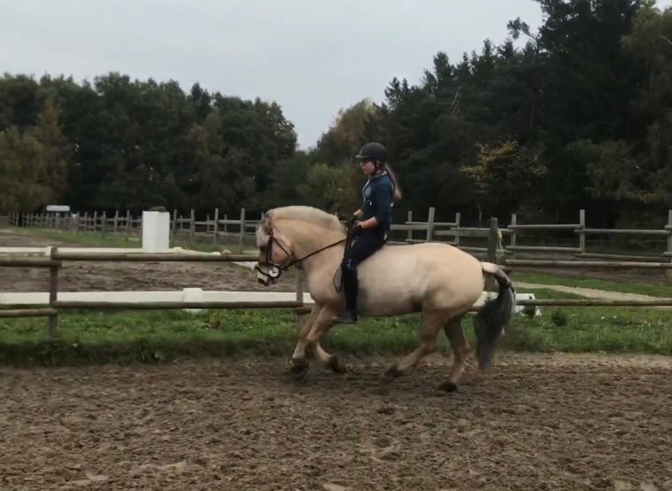 Fjordhest Liva af kisny     [Tideligee part] billede 18