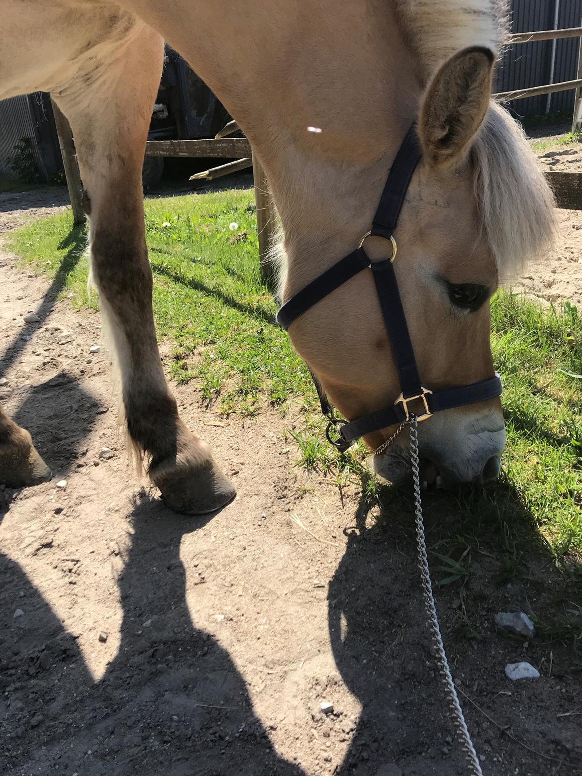 Fjordhest Liva af kisny     [Tideligee part] billede 19