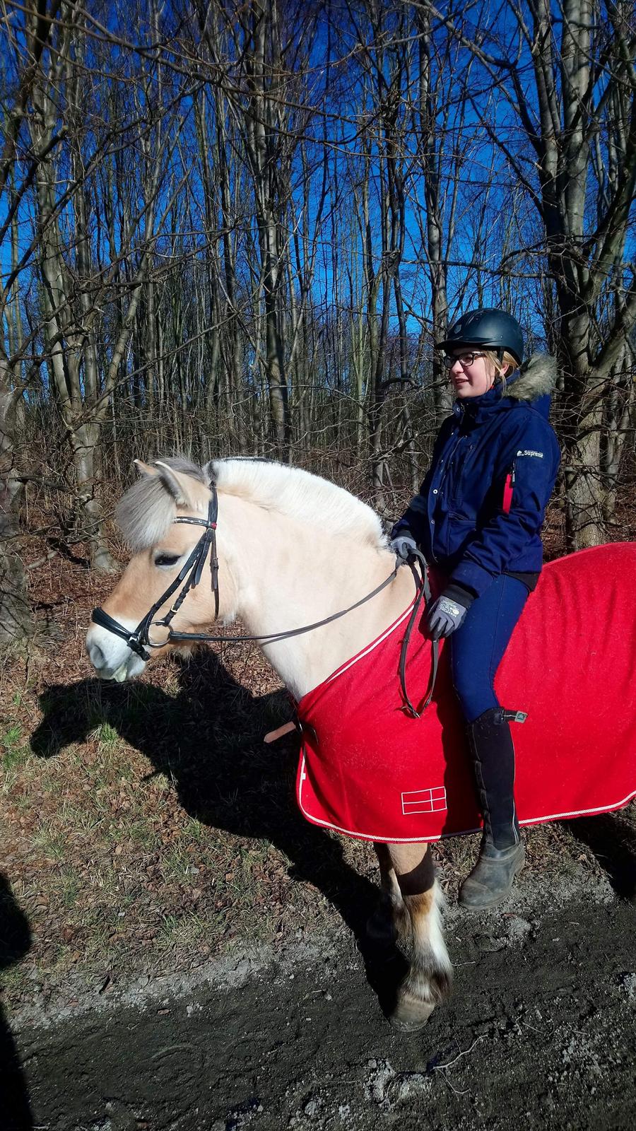 Fjordhest Liva af kisny     [Tideligee part] billede 16