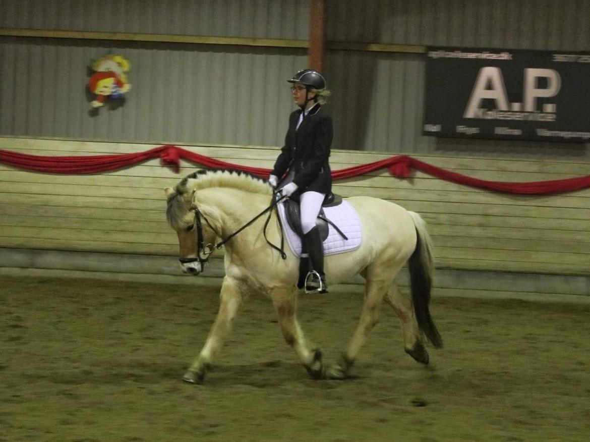 Fjordhest Liva af kisny     [Tideligee part] billede 20