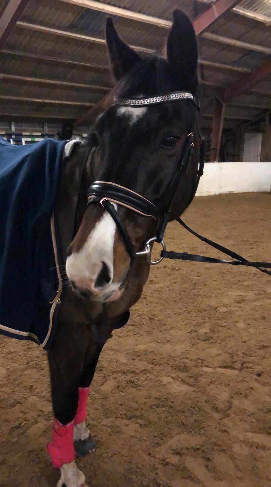 Holstener Kiss Me Quick billede 10