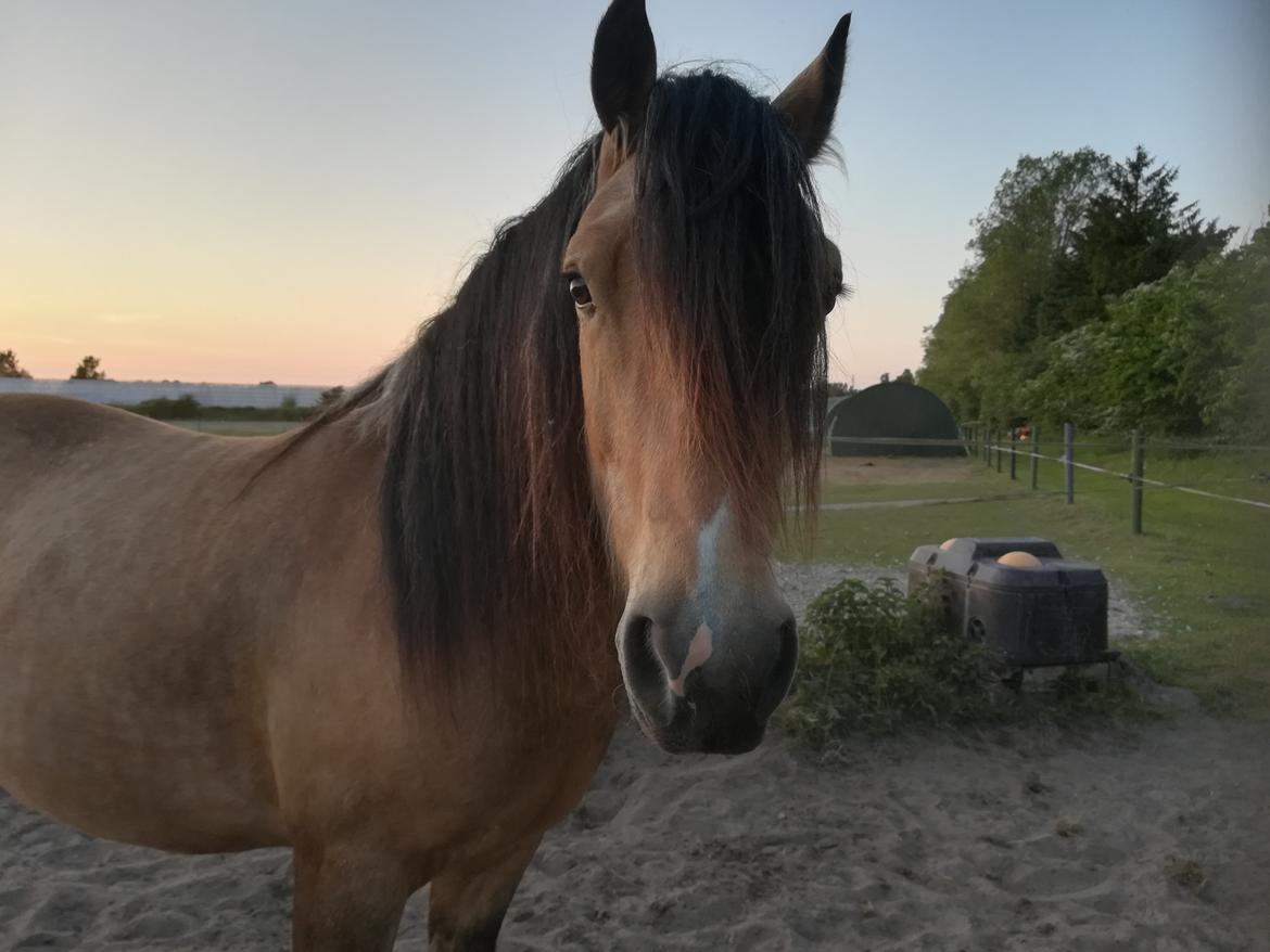 Welsh Cob (sec D) Mr. Rosario billede 3