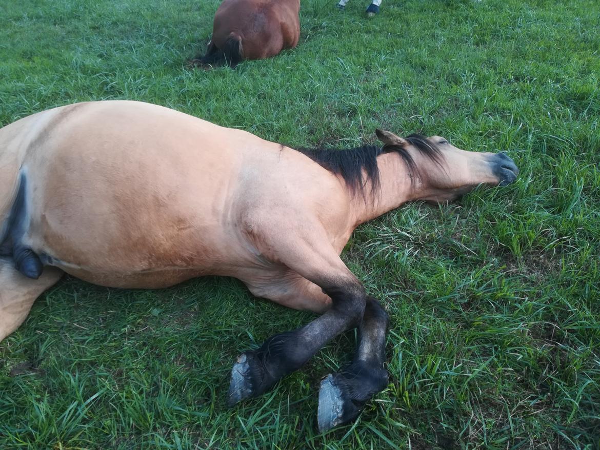 Welsh Cob (sec D) Mr. Rosario billede 4