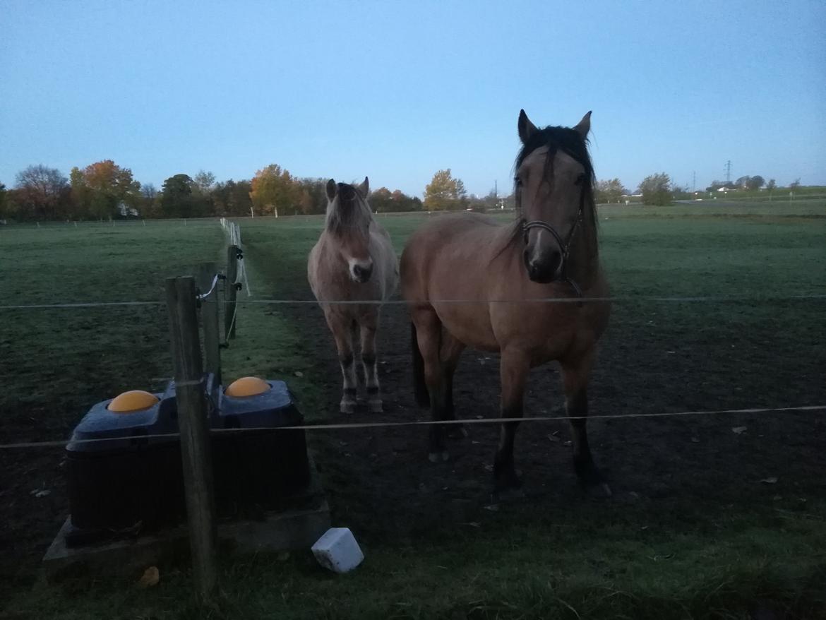 Welsh Cob (sec D) Mr. Rosario billede 6